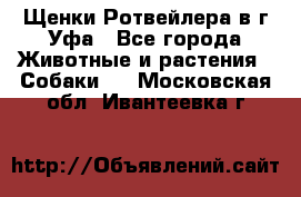 Щенки Ротвейлера в г.Уфа - Все города Животные и растения » Собаки   . Московская обл.,Ивантеевка г.